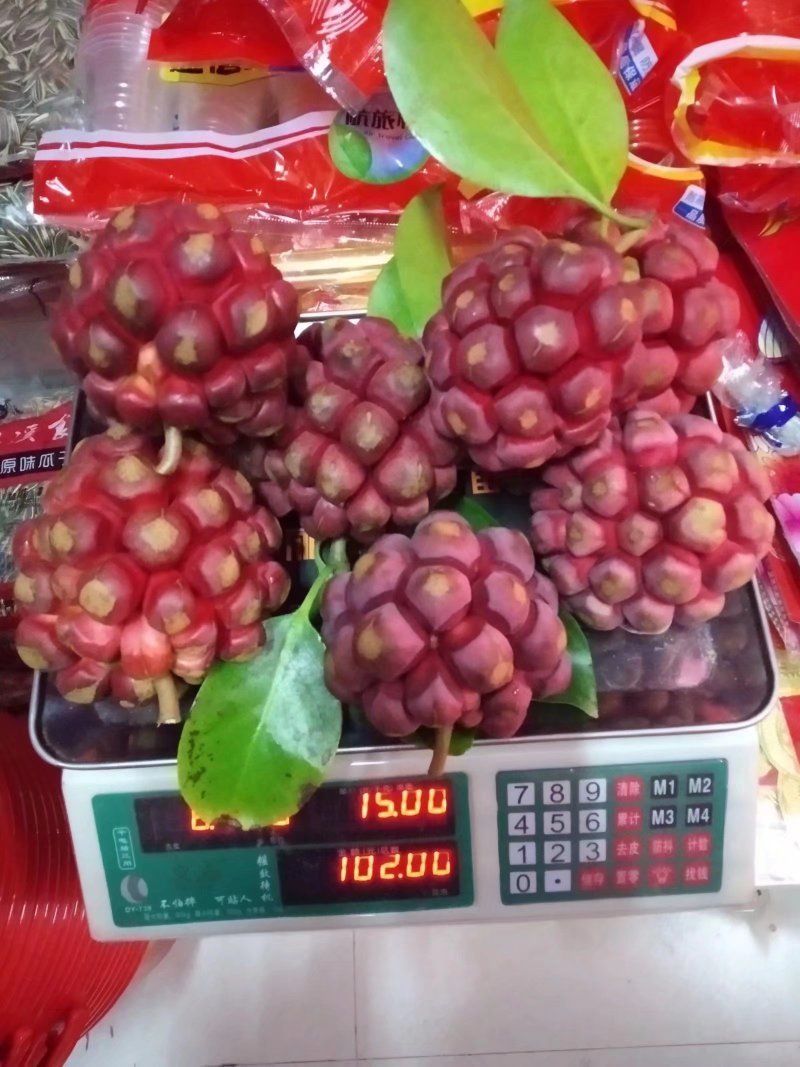 黑老虎苗