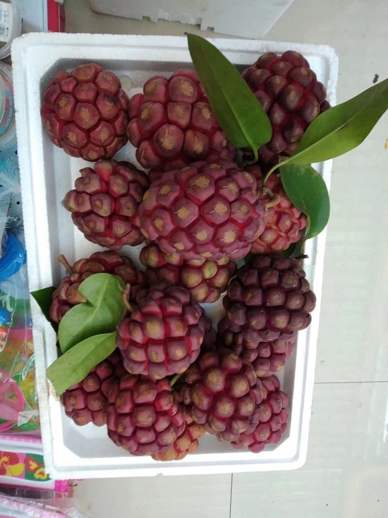 黑老虎苗