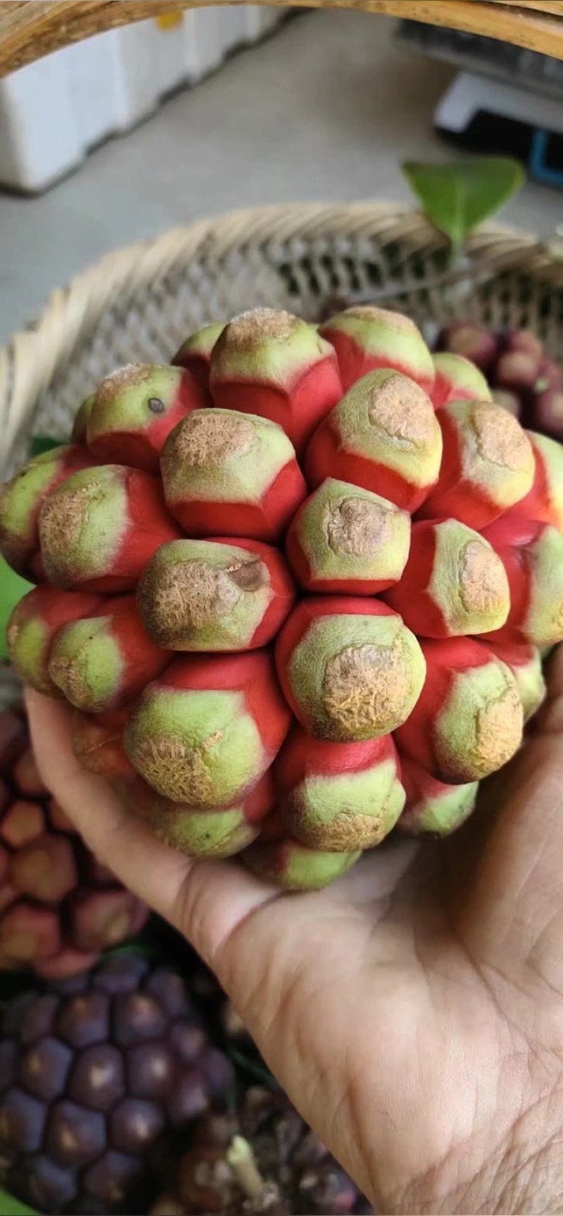 黑老虎苗