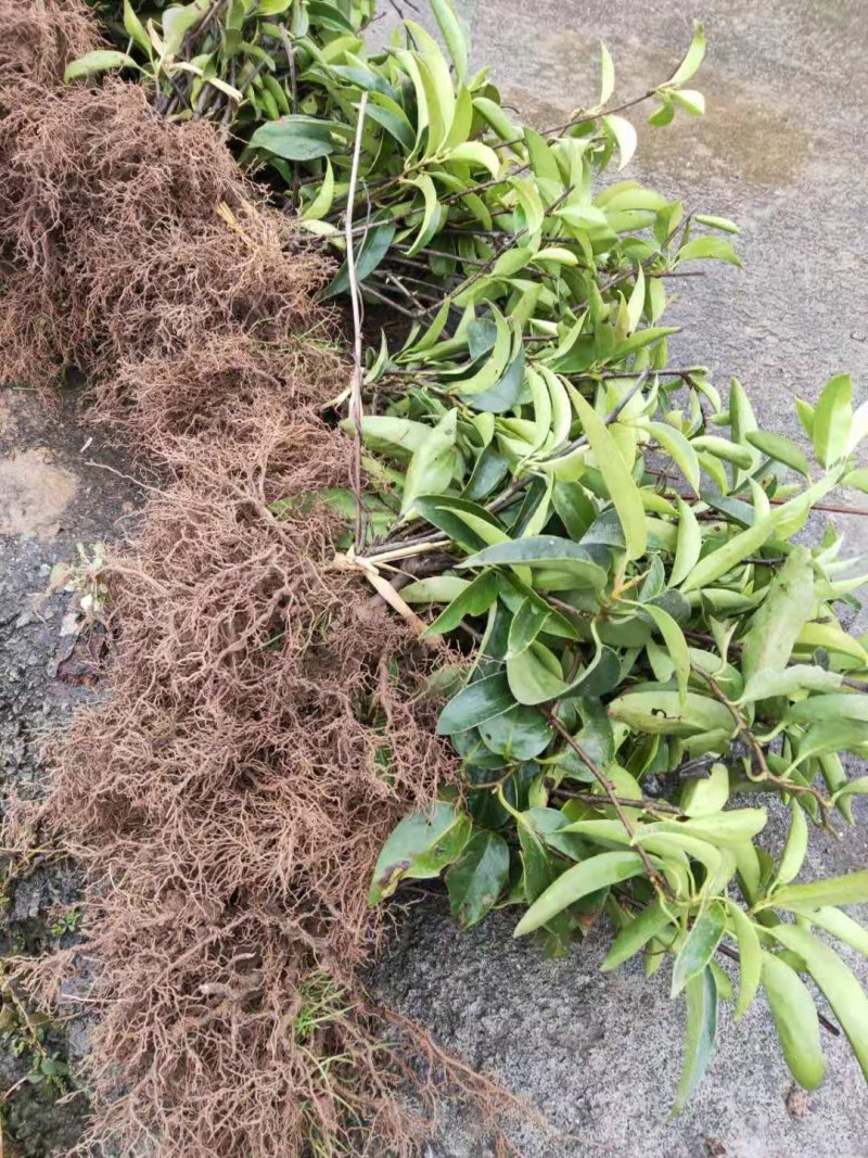 黑老虎苗