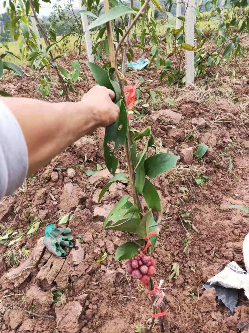 黑老虎苗