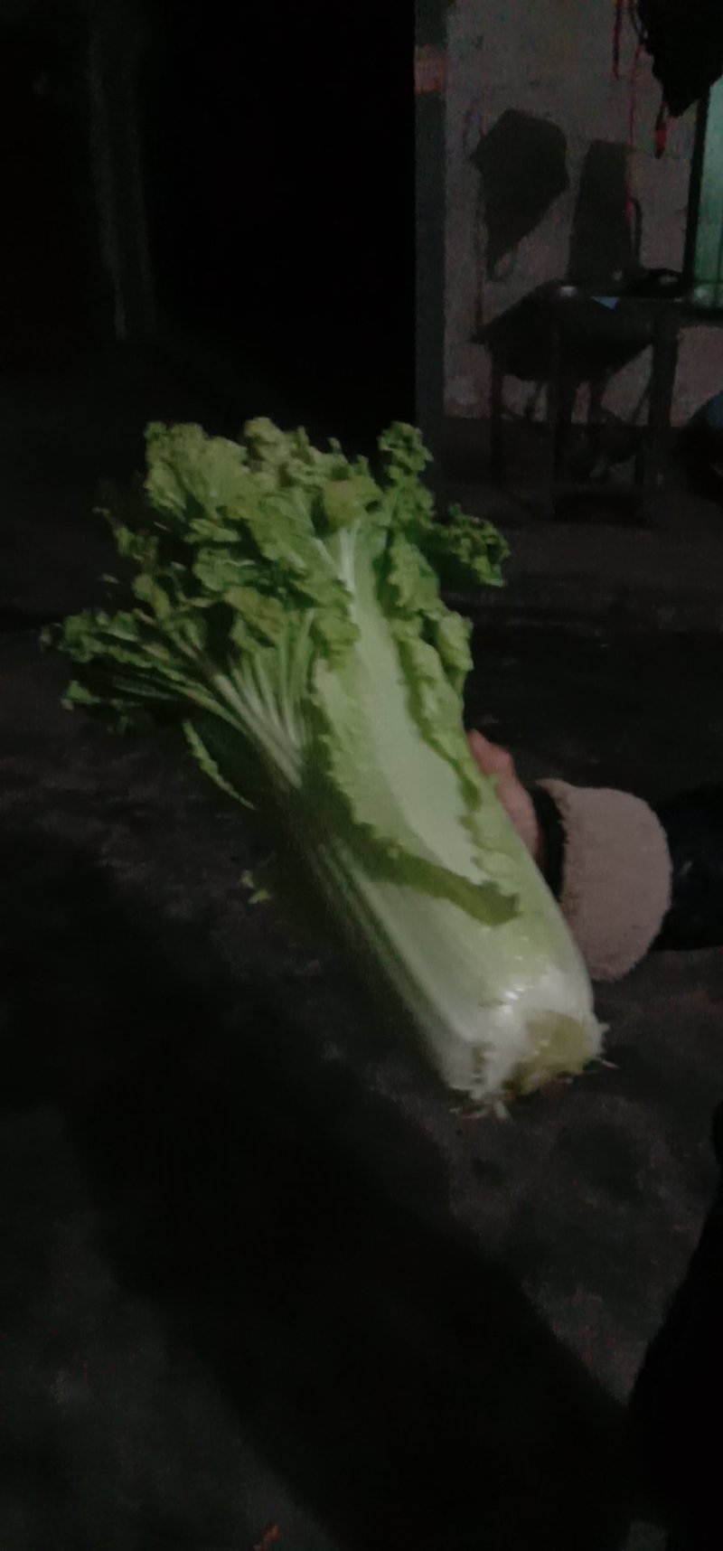 青麻叶