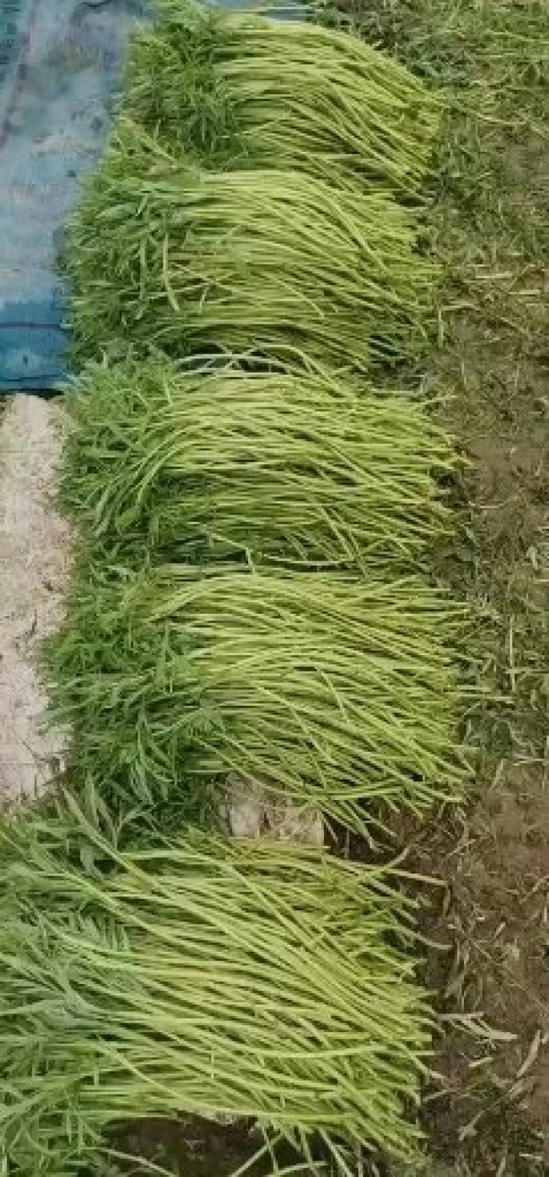 安徽精品芦蒿大量到货装车中