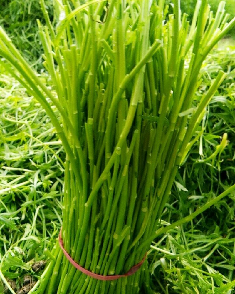 芦蒿（净蒿）灵璧芦蒿种植大棚青蒿欢迎上门考察
