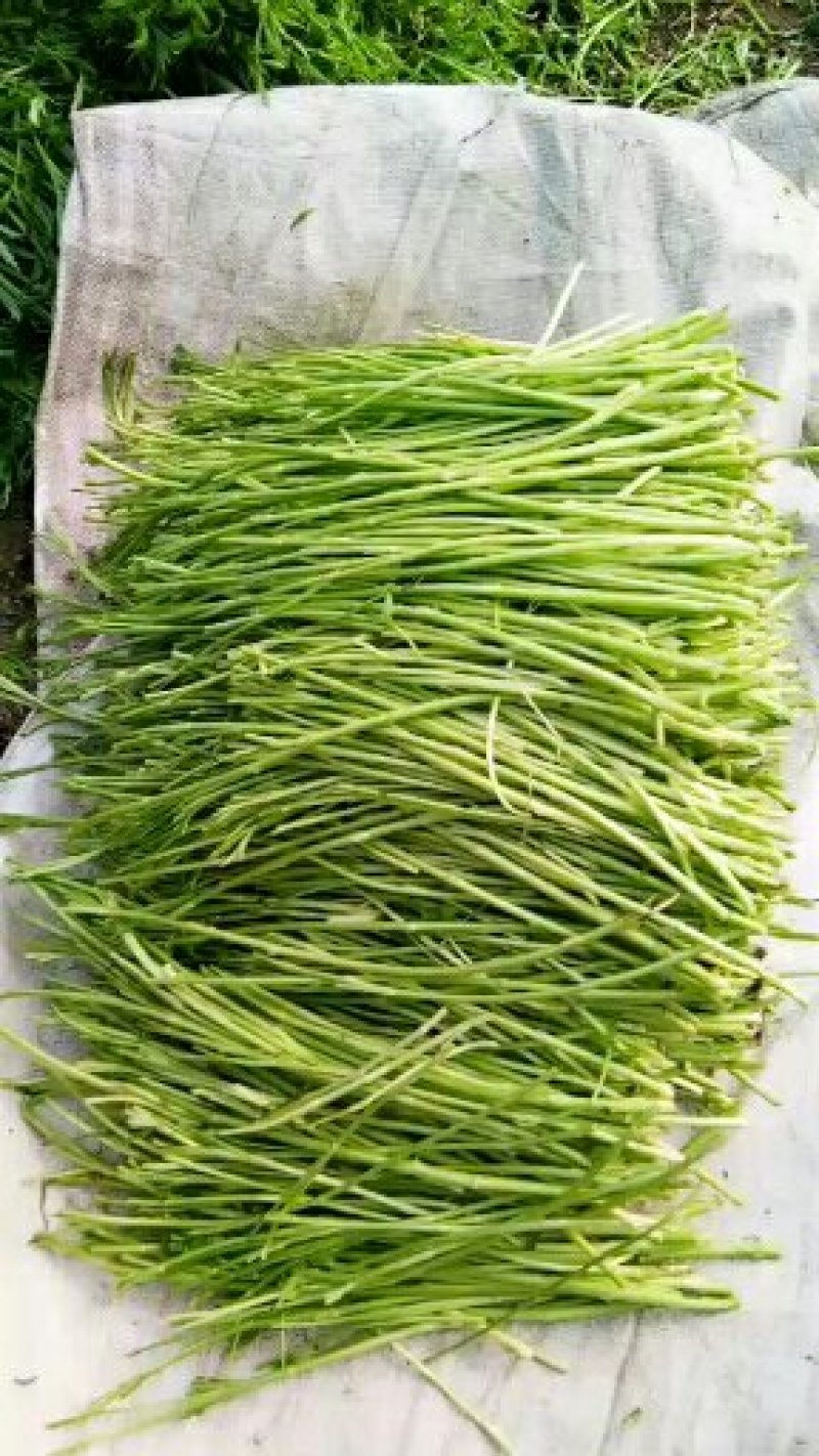 芦蒿（净蒿）灵璧芦蒿种植大棚青蒿欢迎上门考察