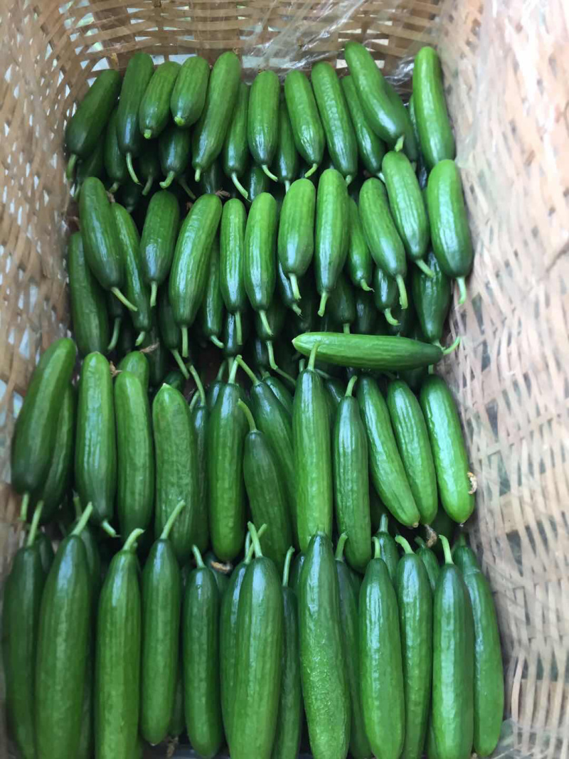 平度沙戈庄黄瓜水果黄瓜小黄瓜