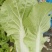 精品毛白菜，。。。。。。。。。。。。。。。。。。