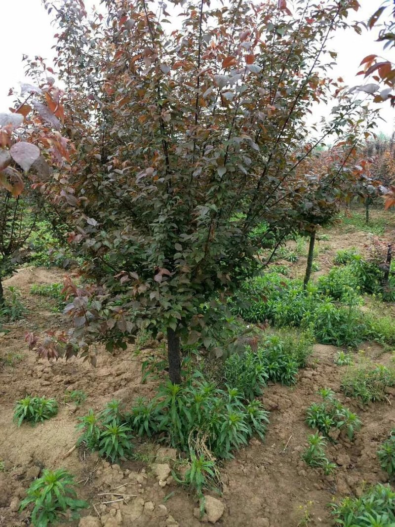 美人梅，四川美人梅基地出售，成都梅花树批发价格