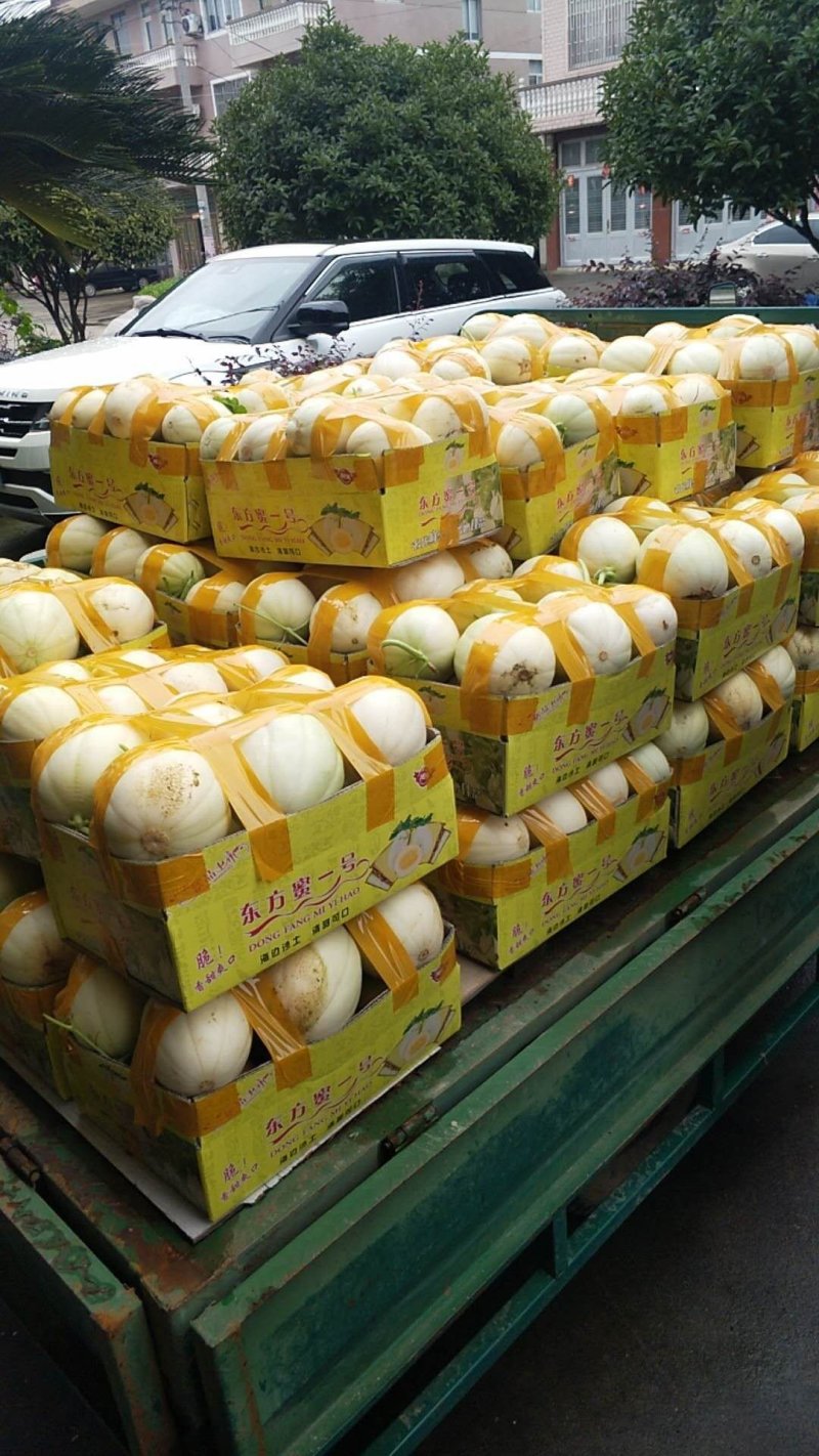 精品东方蜜1号甜瓜现摘现发新鲜采摘量大从优一条龙