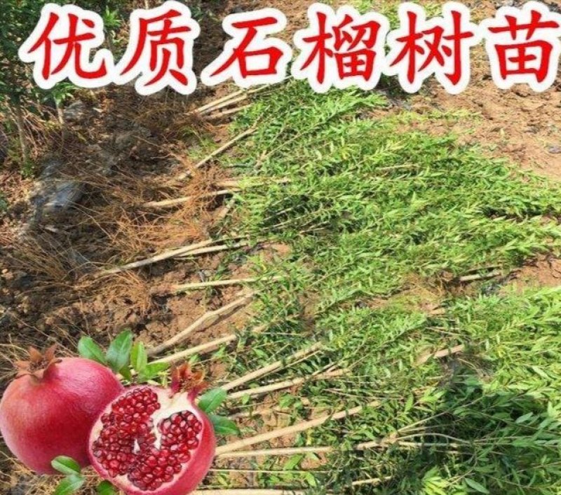 蒙阳红石榴树苗根系发达易成活现挖发货保成活