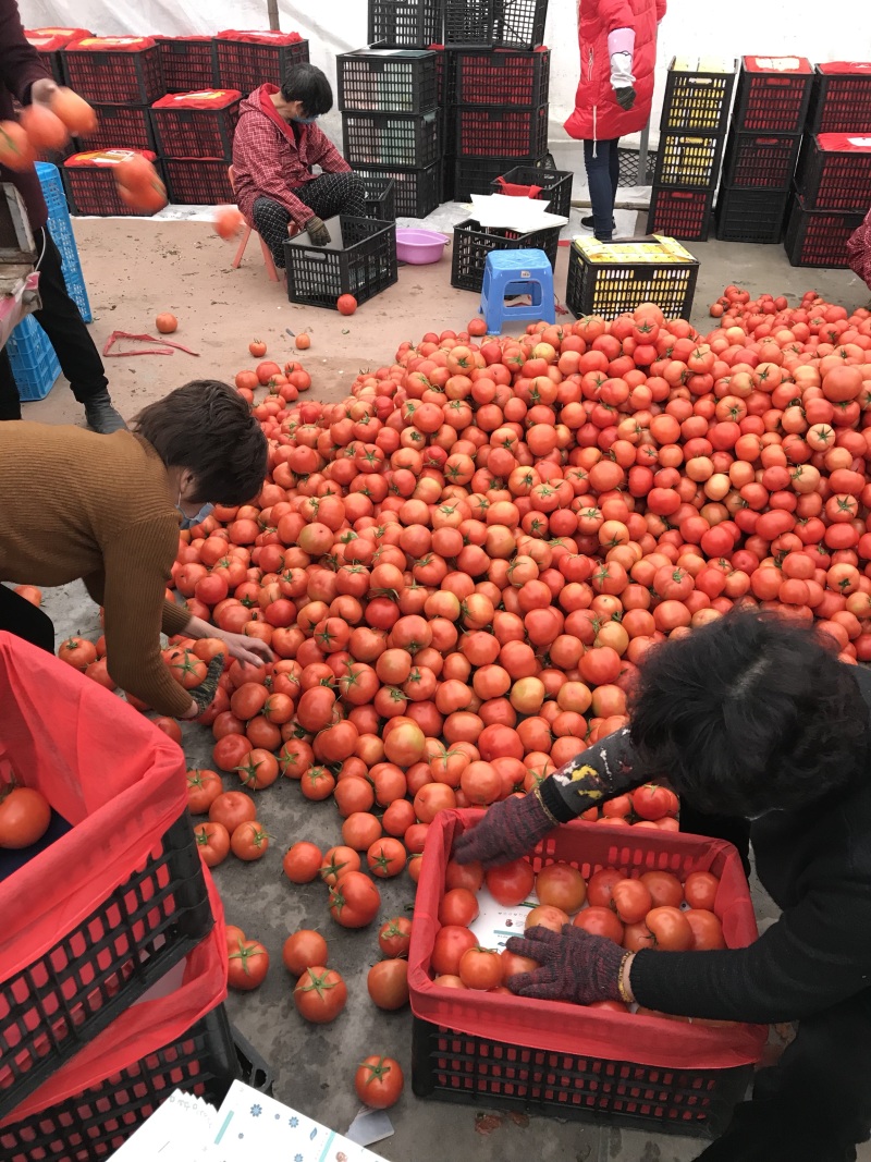 西红柿大量上市欢迎采购联系咨询