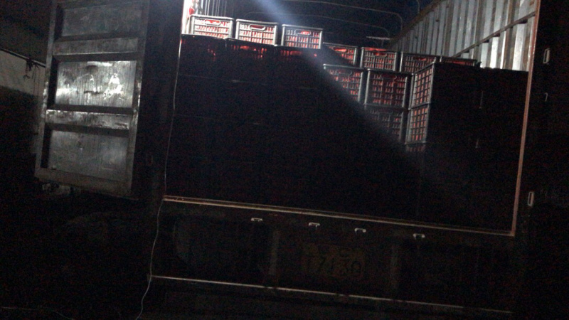 西红柿大量上市欢迎采购联系咨询