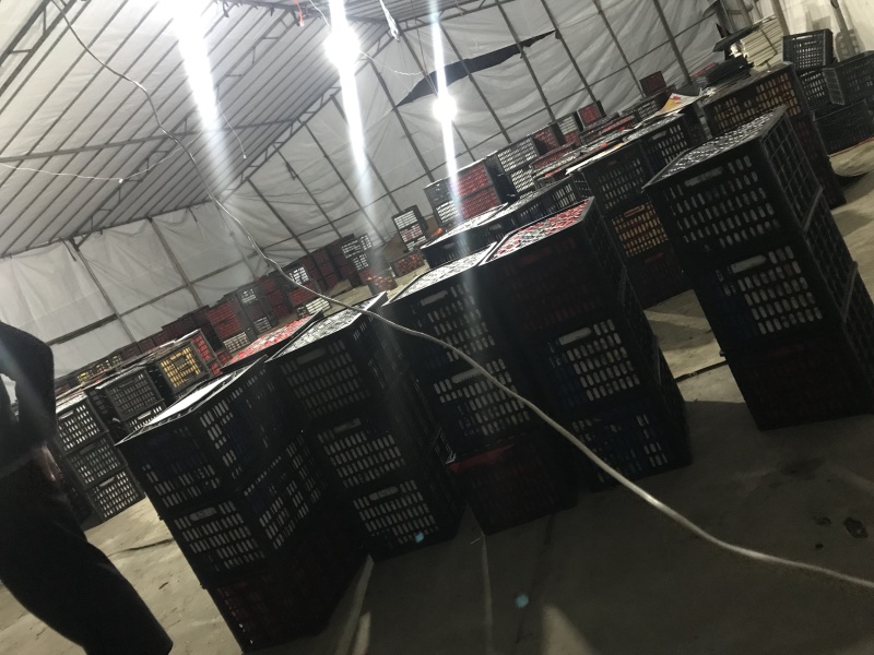 西红柿大量上市欢迎采购联系咨询