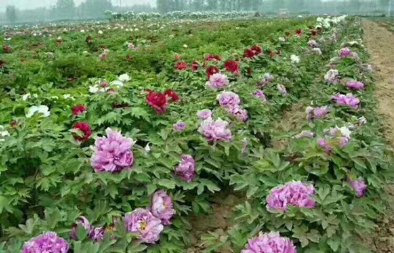 菏泽基地直发，观赏牡丹苗，牡丹苗，保品种保质量，现要现挖