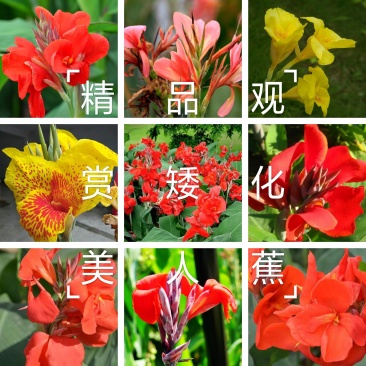 美人蕉种球，精品观赏矮化美人蕉，大花美人蕉，保品种