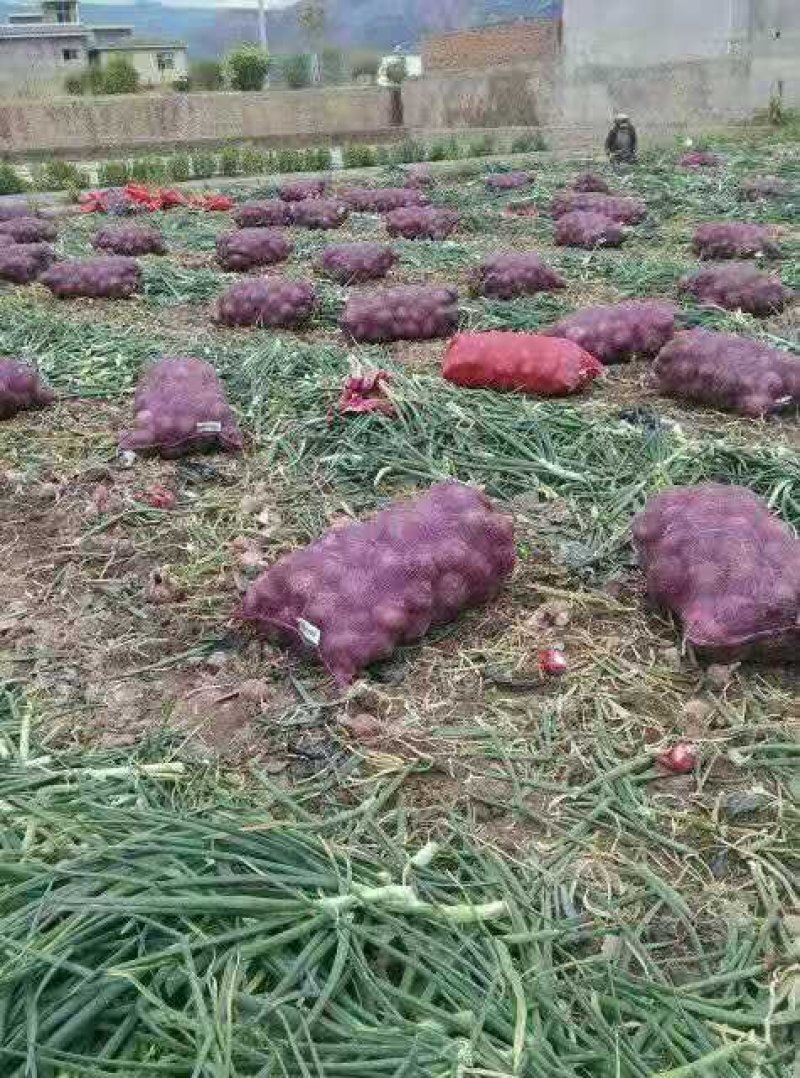 洋葱