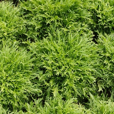 苦菊大量现货1111111111111111