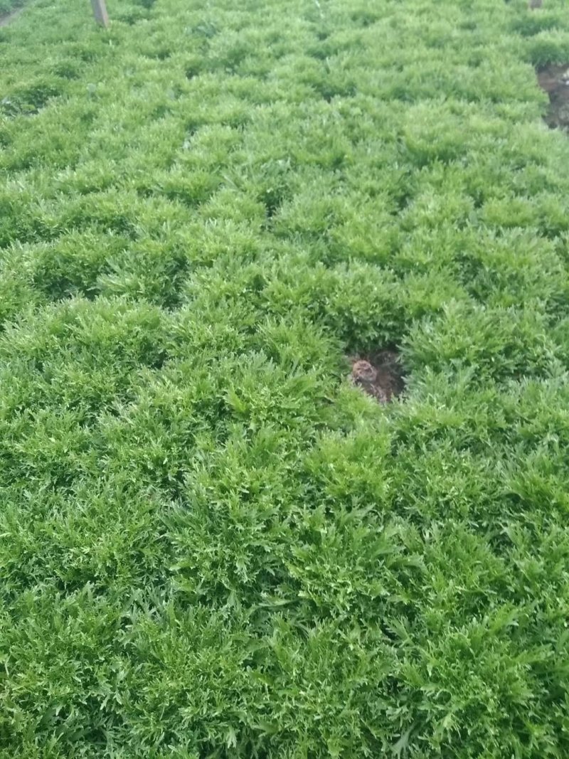 苦菊大量现货1111111111111111
