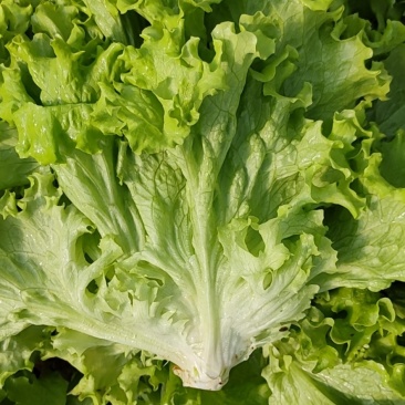 生菜大量现货～～------