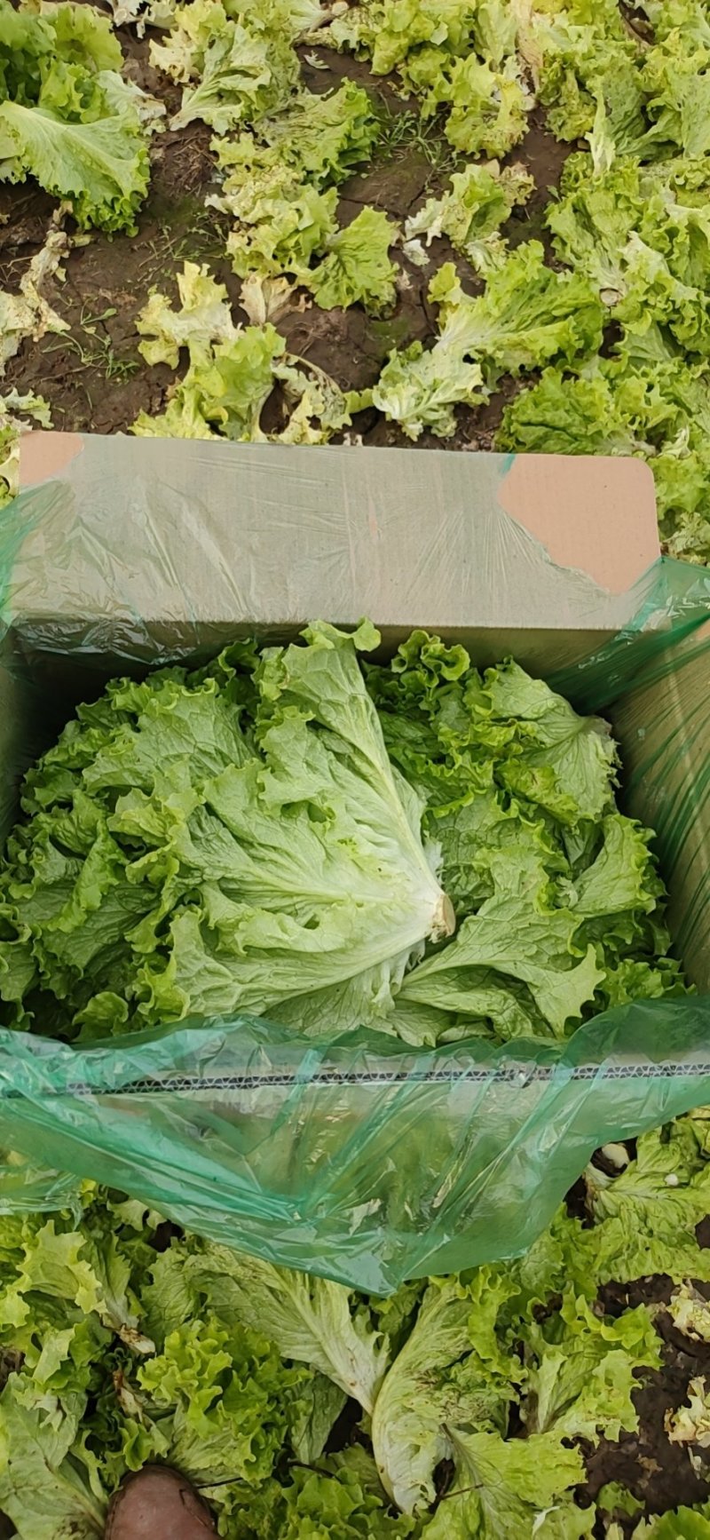 生菜大量现货～～------