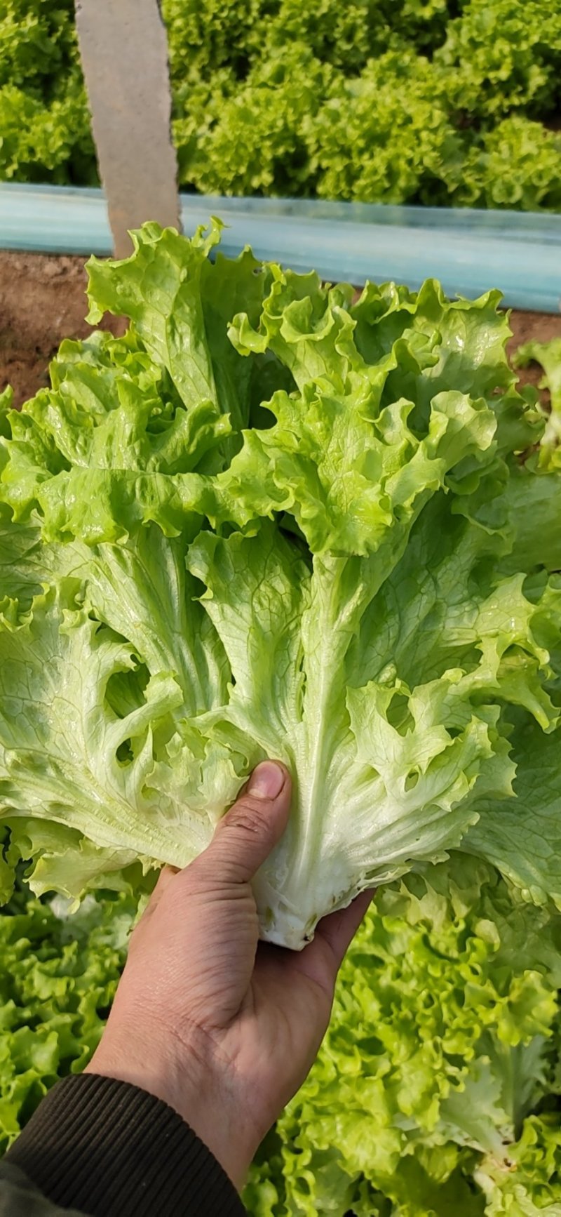 生菜大量现货～～------