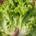 生菜大量现货～～------