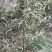 水蜡。金叶水蜡，小叶女贞