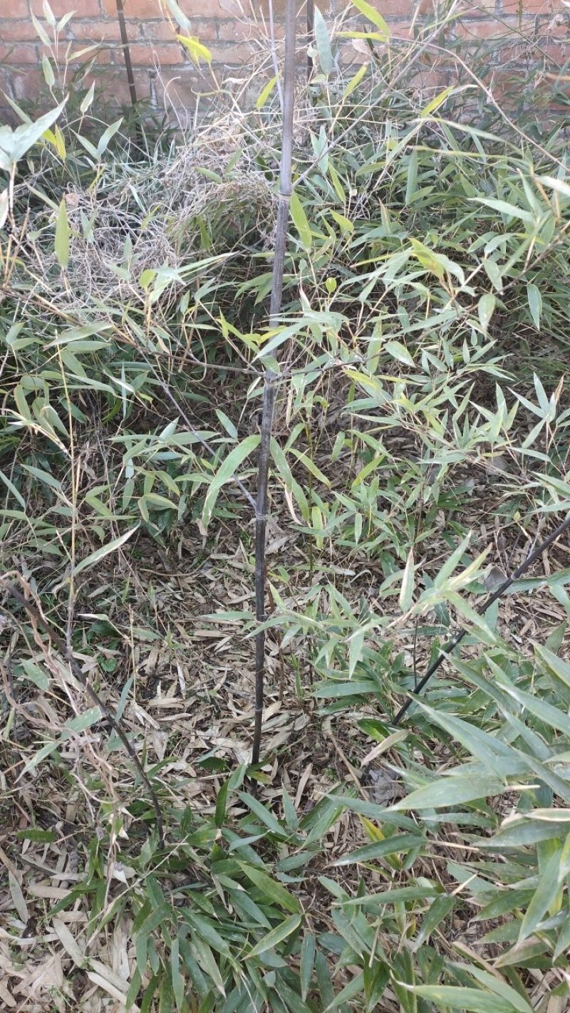 水蜡。金叶水蜡，小叶女贞