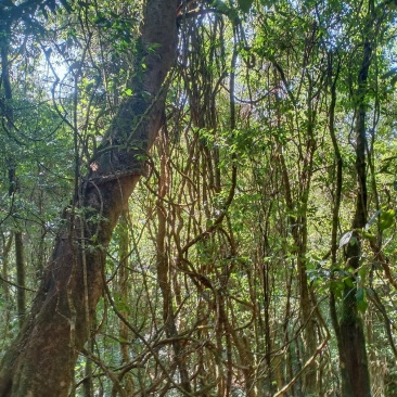 蜂蜜