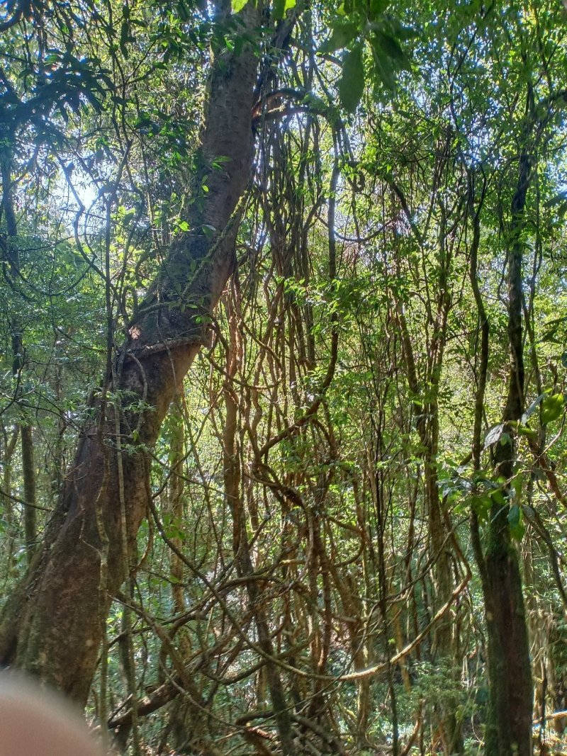 蜂蜜