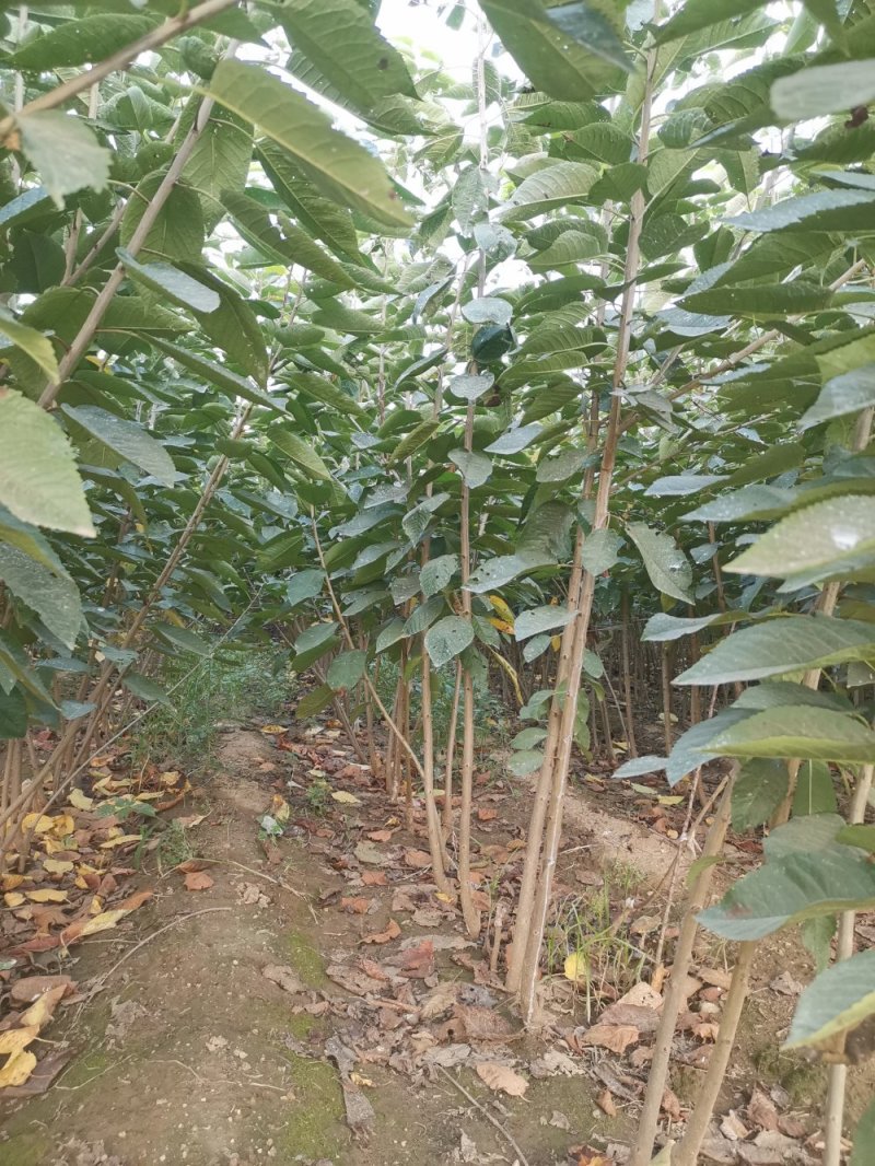 红灯大樱桃苗，成活率高，技术指导，保品种，签订合同