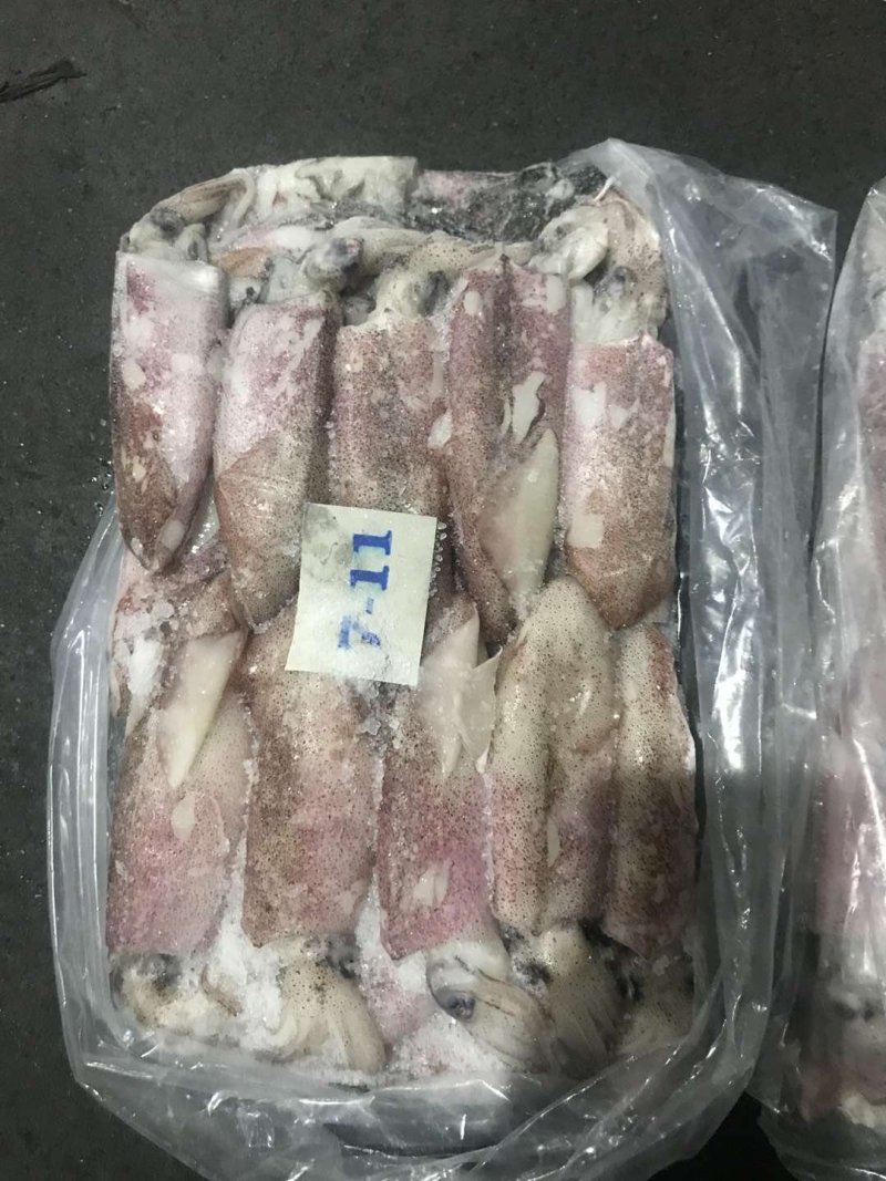 伊朗陆冻鱿鱼