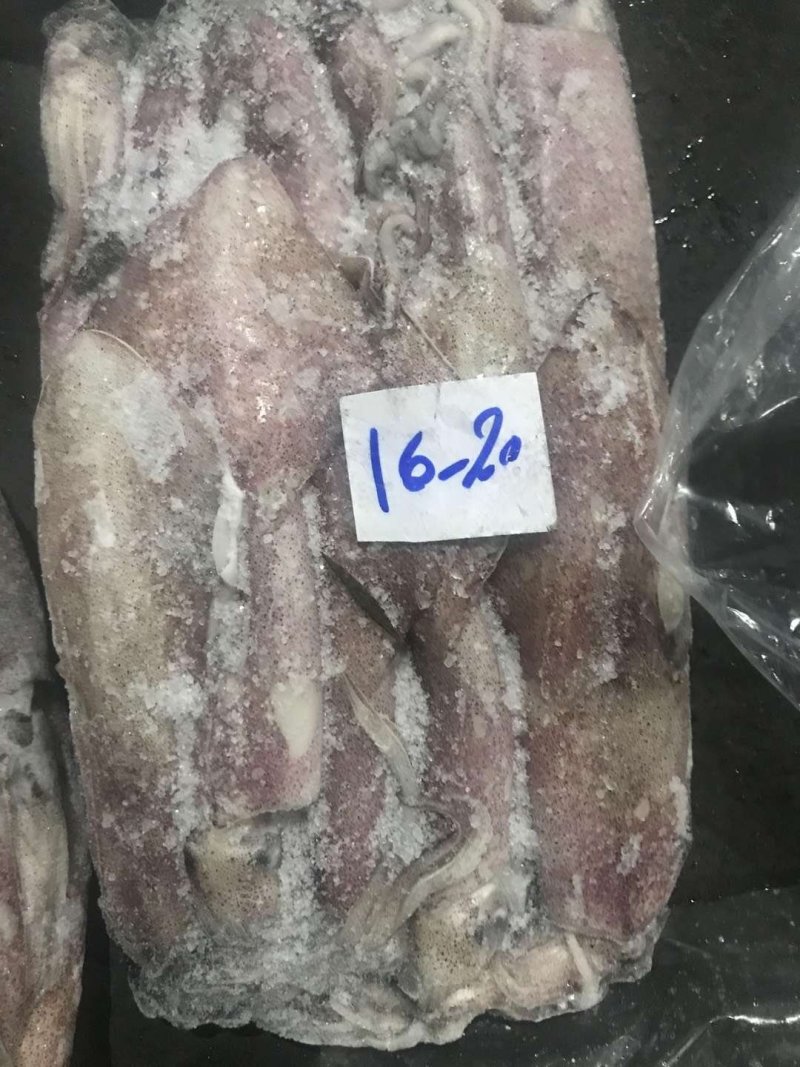 伊朗陆冻鱿鱼
