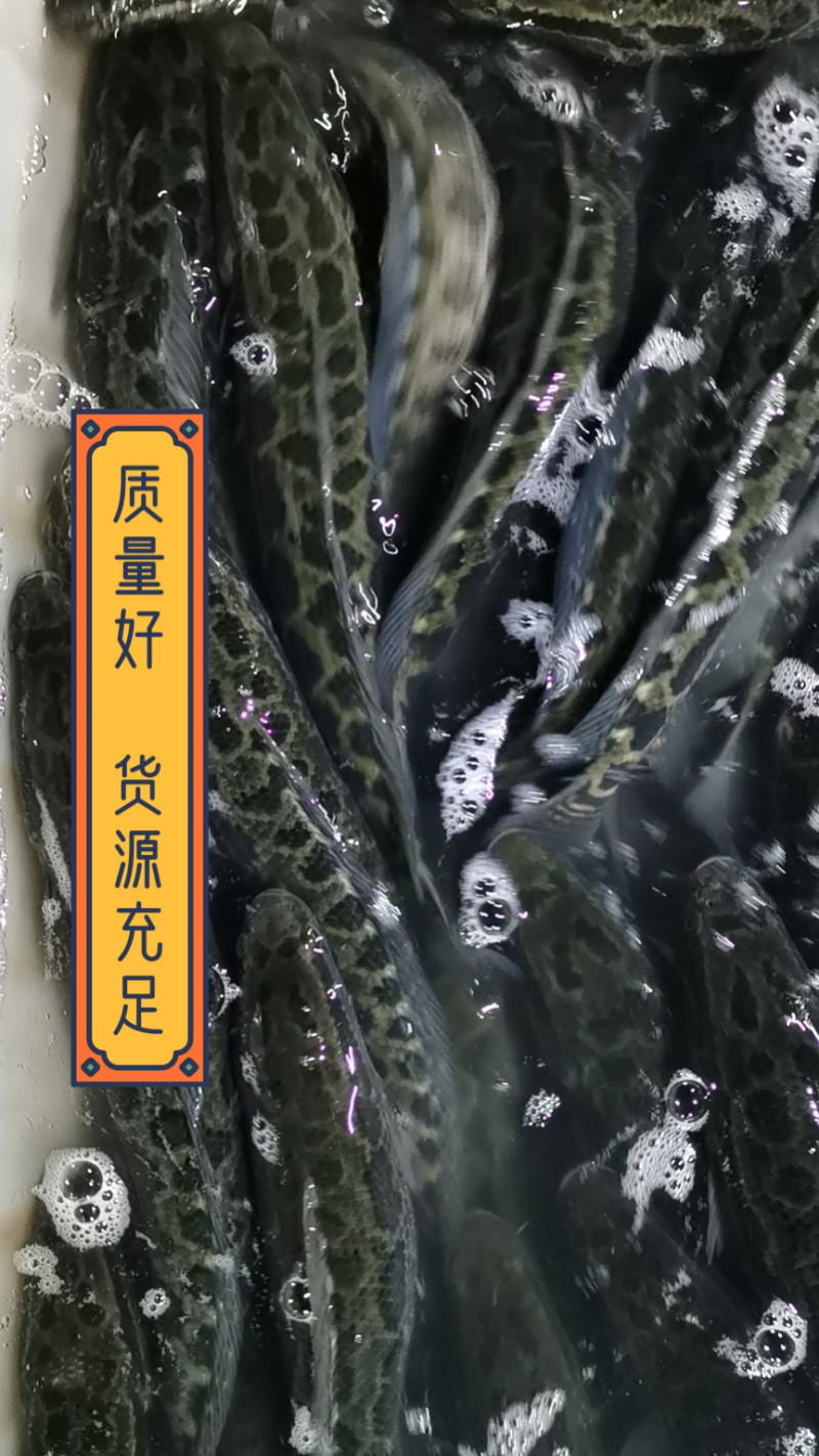 👍👍👍志盛水产黑鱼，营养高，含维生素