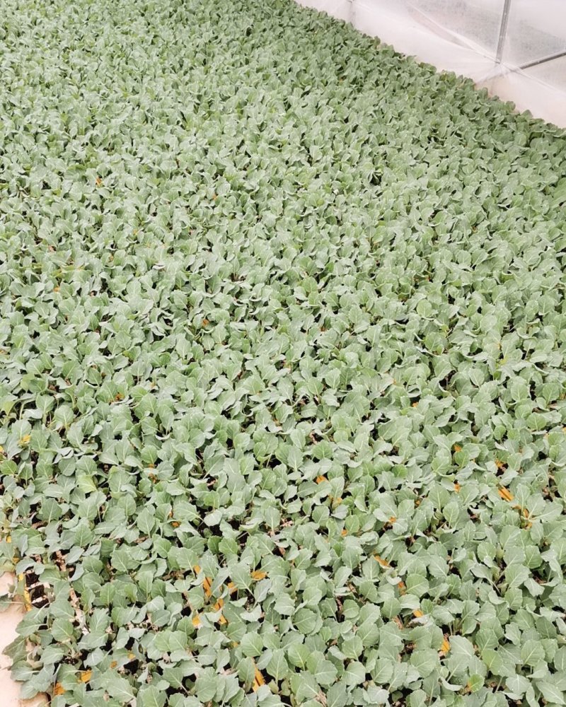 甘篮苗（菜形圆形非常绿）