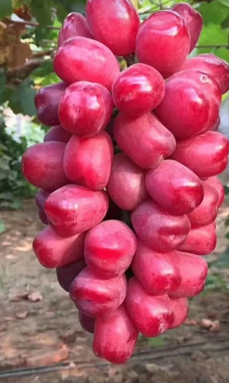 嫁接葡萄苗.蓝宝石阳光玫瑰品种齐全