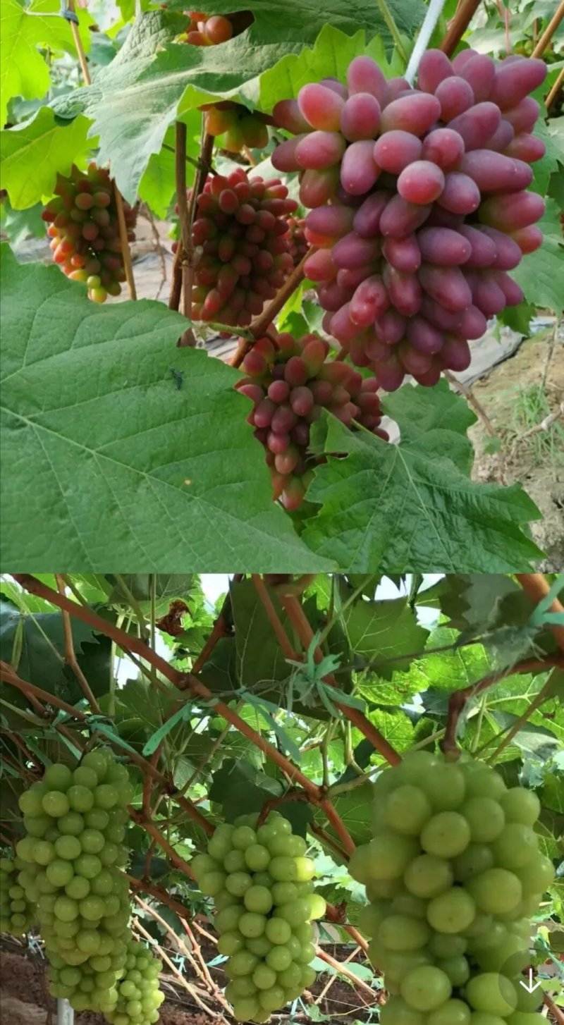 嫁接葡萄苗.蓝宝石阳光玫瑰品种齐全