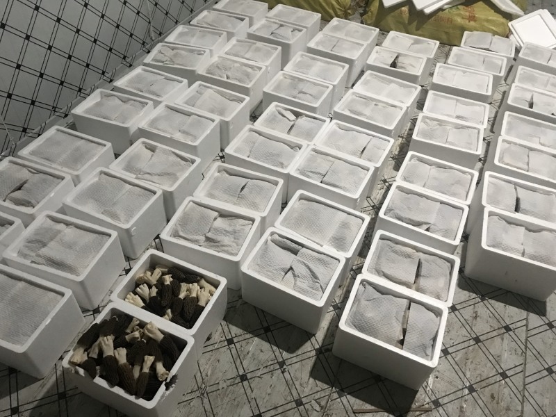 2021年青藏高原羊肚菌鲜品
