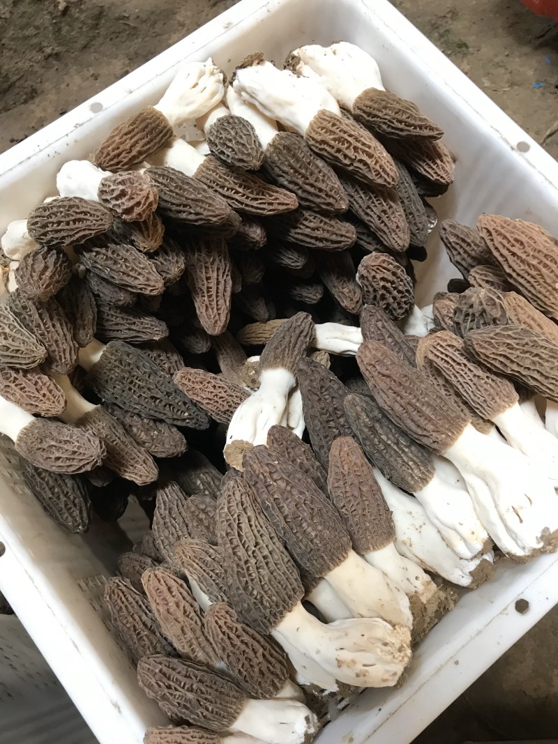 2021年青藏高原羊肚菌鲜品