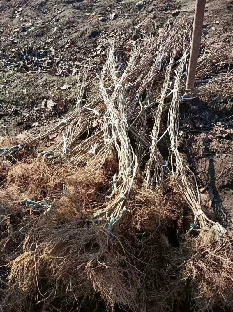 软枣猕猴桃树苗，龙城二号，恒优，当年结果猕猴桃苗