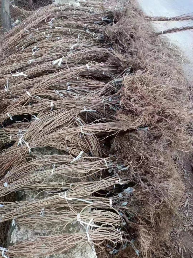 软枣猕猴桃树苗，龙城二号，恒优，当年结果猕猴桃苗