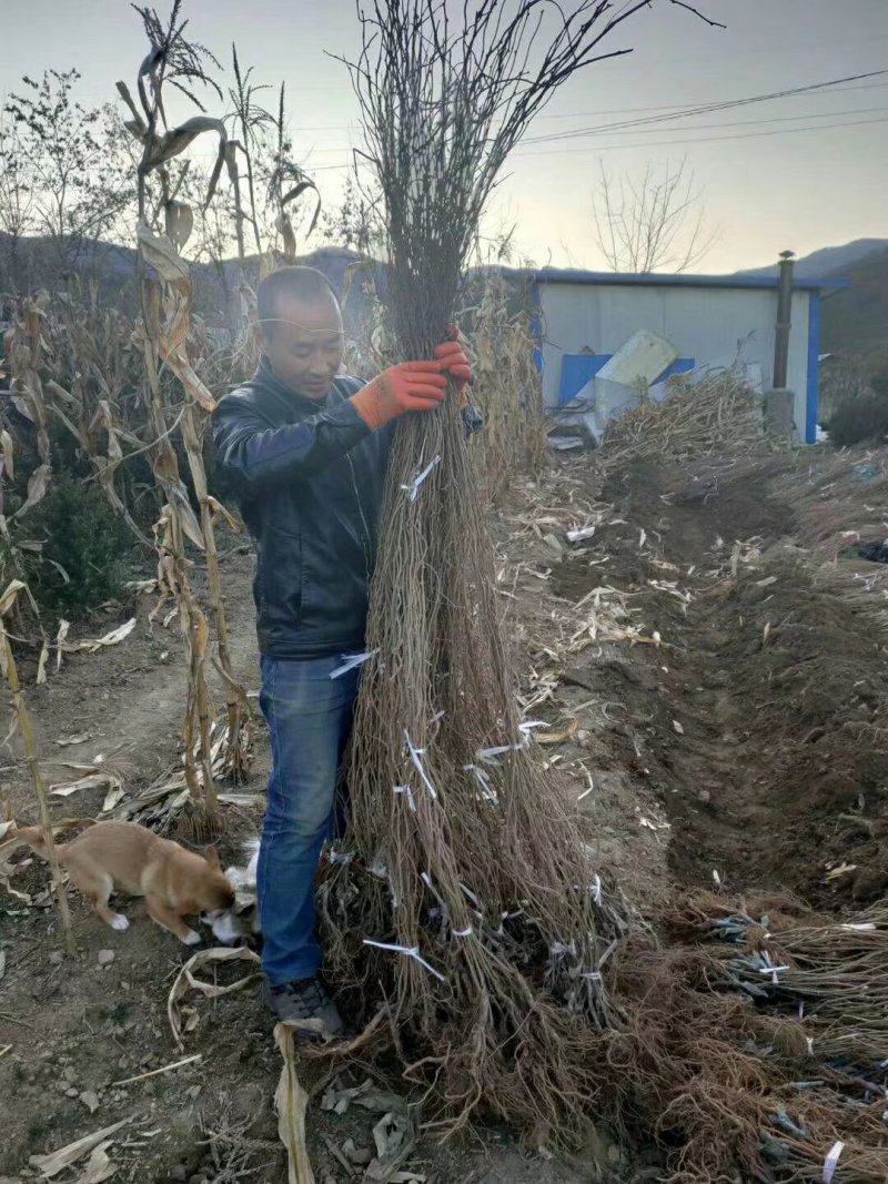 软枣猕猴桃树苗，龙城二号，恒优，当年结果猕猴桃苗