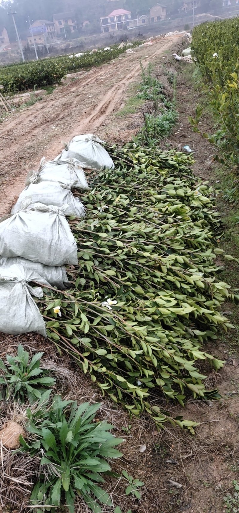攸县湘林210系列良种嫁接油茶一年生裸根苗杯苗