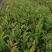攸县湘林210系列良种嫁接油茶一年生裸根苗杯苗