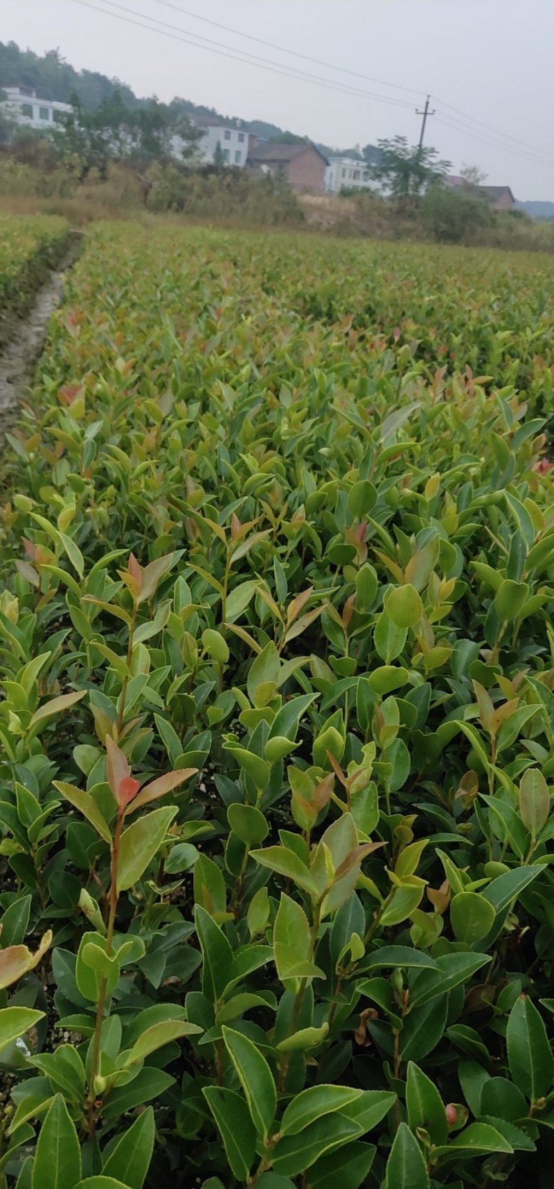 攸县湘林210系列良种嫁接油茶一年生裸根苗杯苗