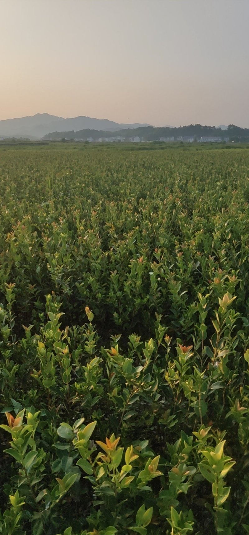 攸县湘林210系列良种嫁接油茶一年生裸根苗杯苗