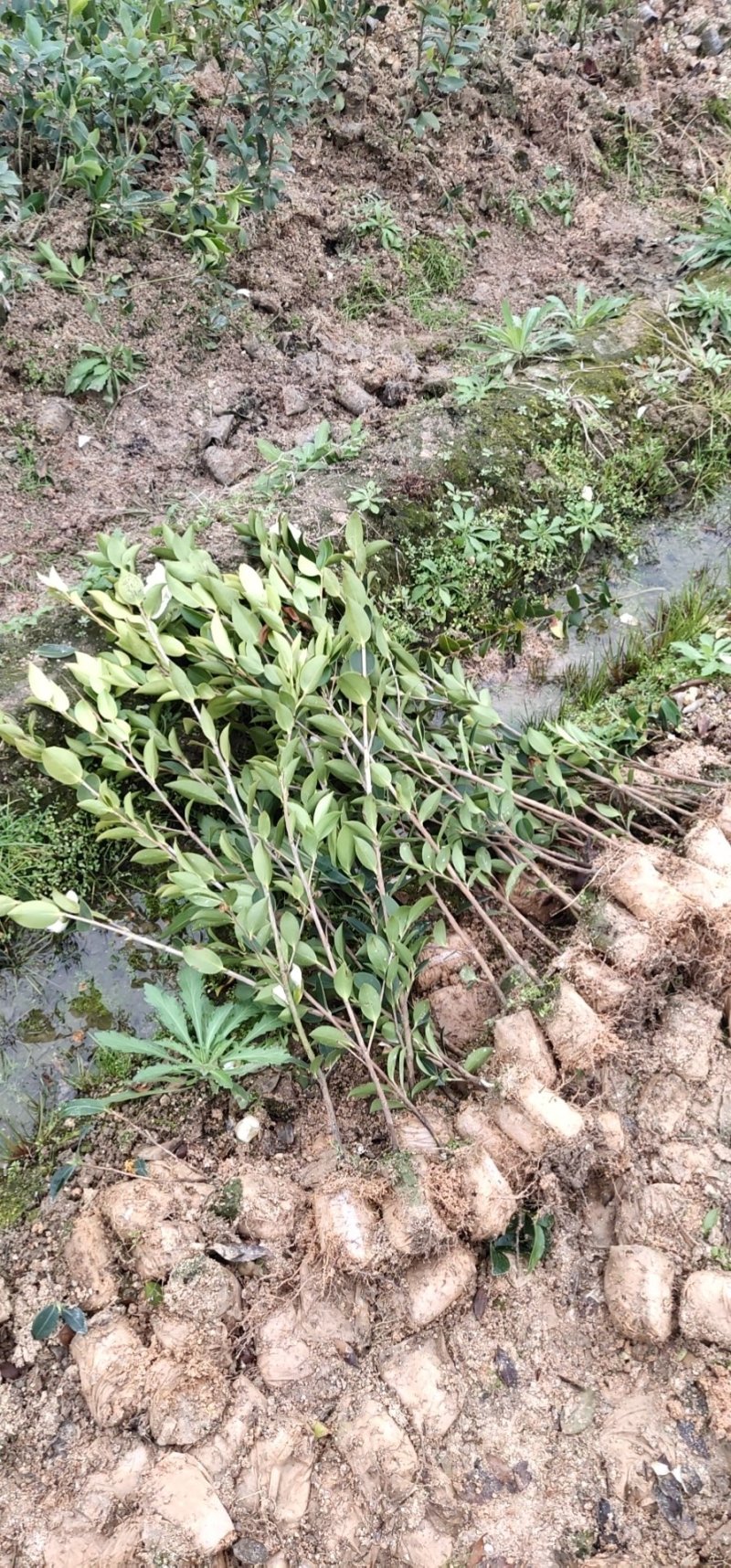攸县湘林210系列良种嫁接油茶一年生裸根苗杯苗