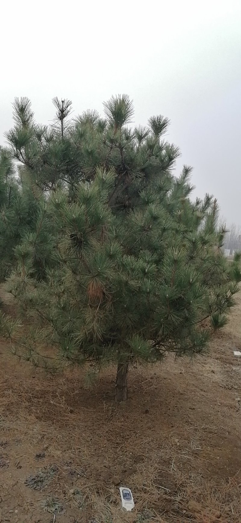 各种规格精品黑松量大