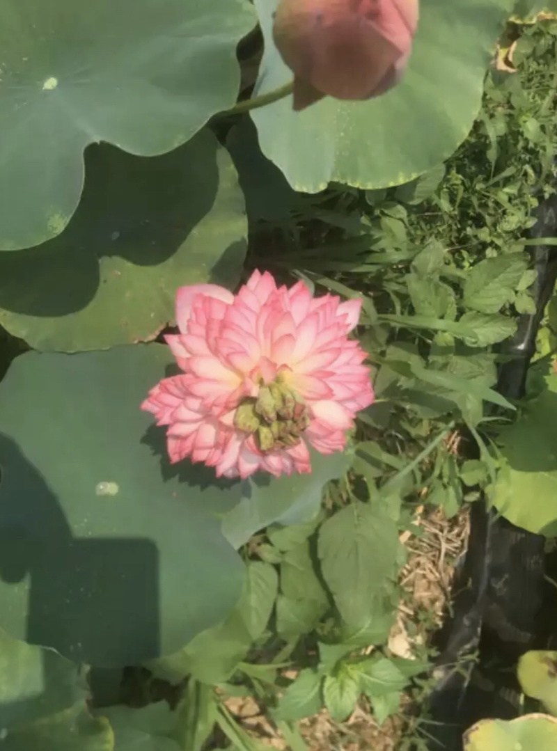 白洋淀野生荷花一手货源！