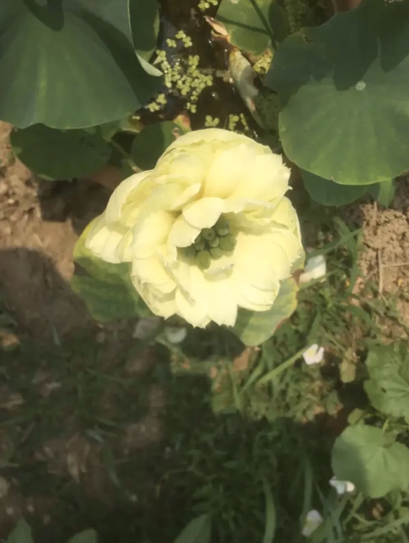 白洋淀野生荷花一手货源！